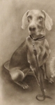 retrato canino