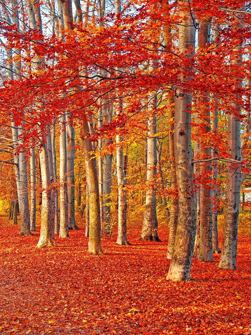 maleta calor Sucio Cuadro paisaje otoño (bfl55728947)