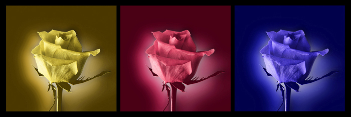 Cuadro de flores rosas (bme012102)