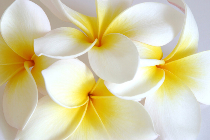 Cuadro flor amarilla (bme160054)