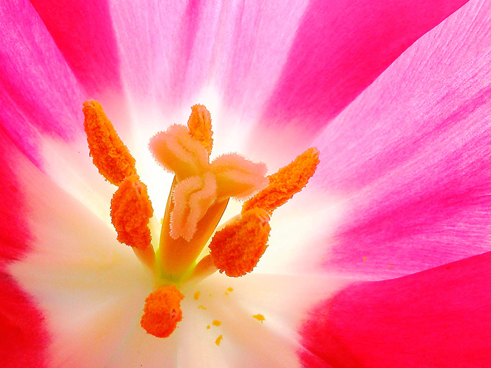 Cuadro flor rosa (bme160089)