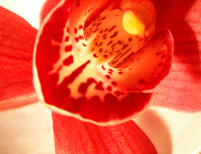 Cuadro flor rojiza (bme160090)