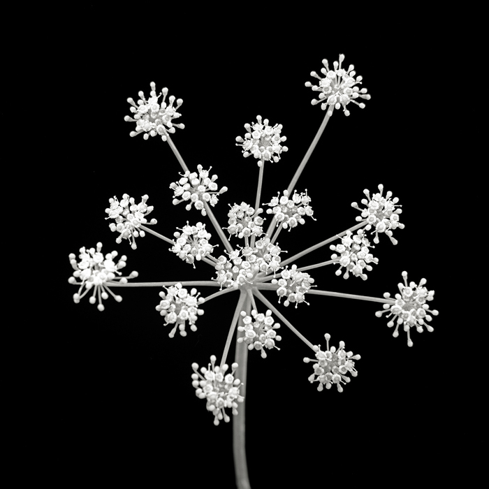 Cuadro flor blanco y negro (bme170041)