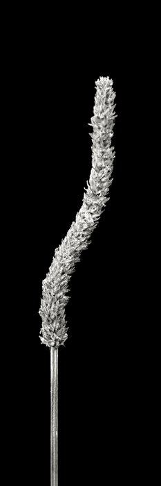 Cuadro flor vertical (bme170044)