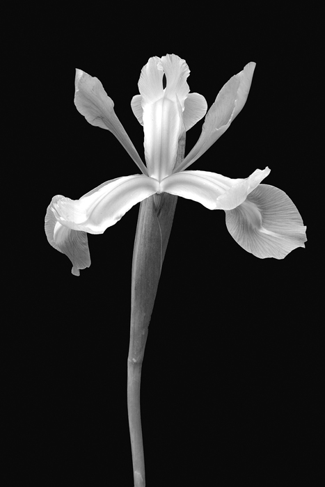 Cuadro flor blanco y negro (bme170049)