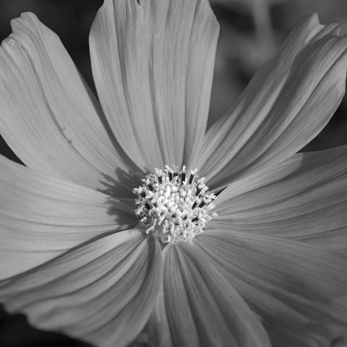 Cuadro flor gris (bgca0560)
