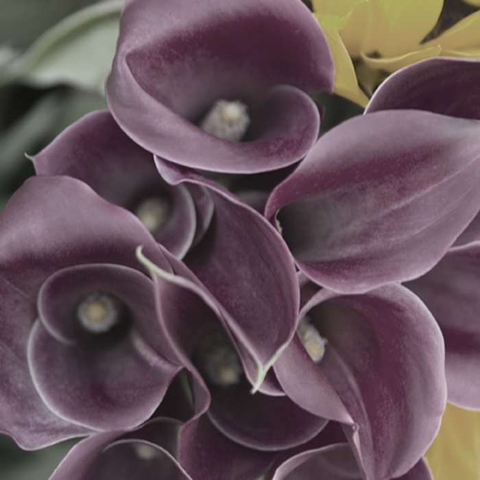 Cuadro flores calas purpura (bgca0709)