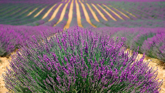 Cuadro paisaje de lavanda (bpx0332)