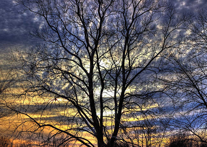 Cuadro arbol y cielo (bpx0335)