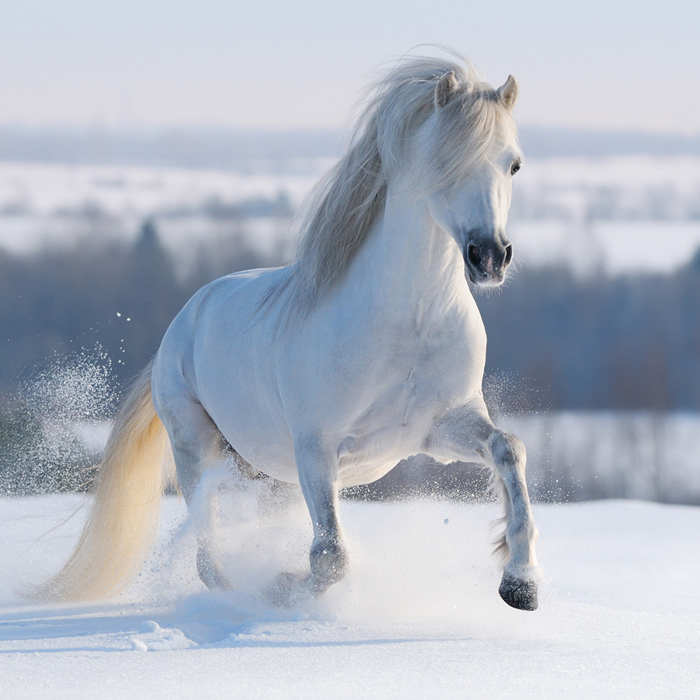 Cuadro caballo blanco (bfl39083700)