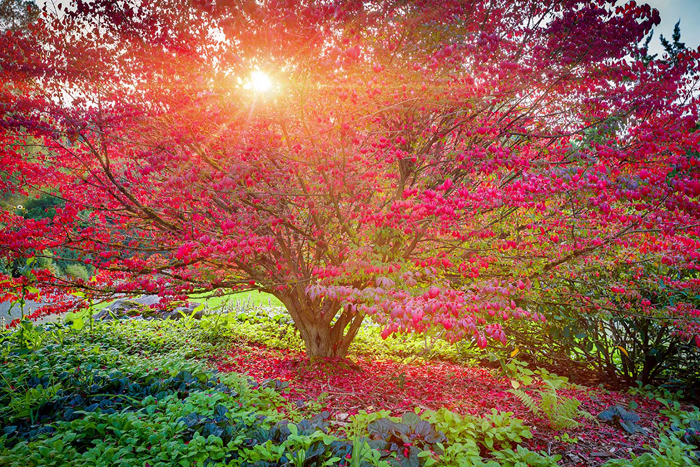 Cuadro paisaje arbol en flor (bfl111516970)