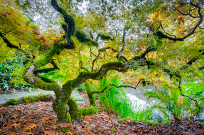 Cuadro arbol en el bosque (bfl111572767)