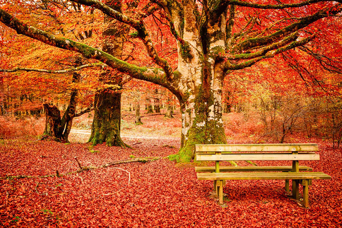 Cuadro paisaje de otoño (bfl123328572)