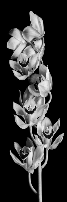 Cuadro flores negro y blanco (bfl133104601)