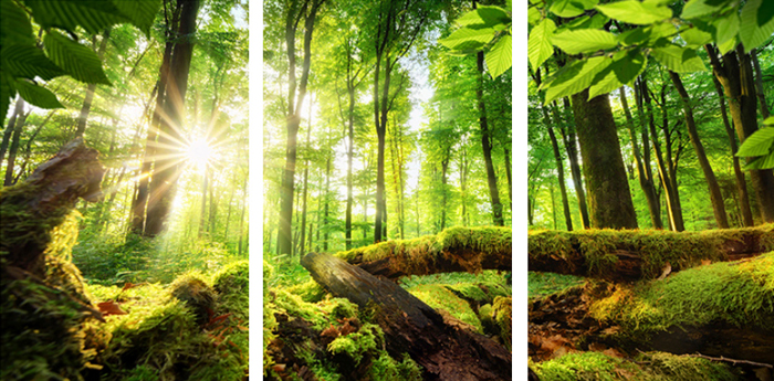 Cuadro triptico bosque frondoso (bfl142916052)