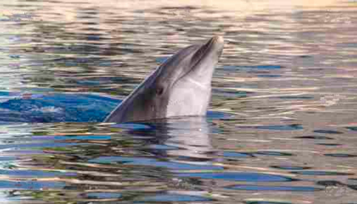 Cuadro delfín (bfl14493206)