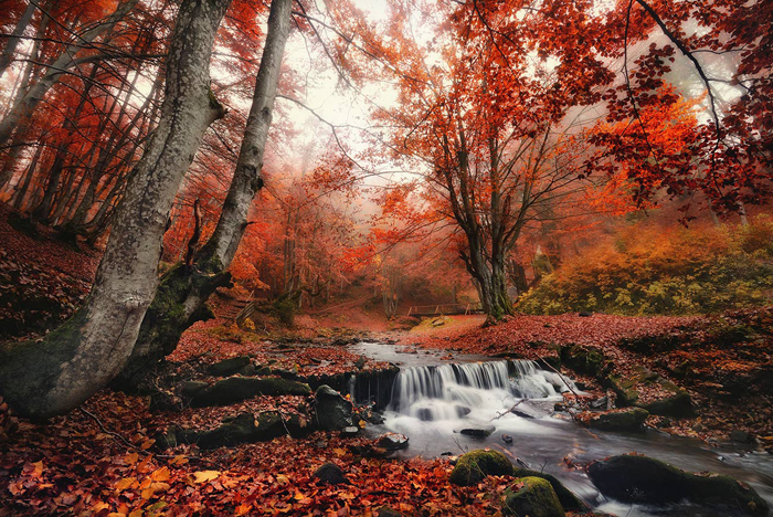 Cuadro paisaje otoñal (bfl154318040)