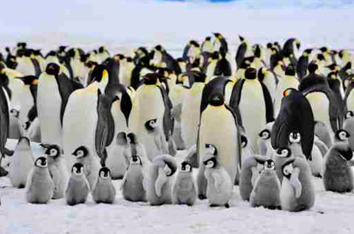 Cuadro pinguinos (bfl27406955)