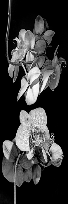 Cuadro flores blanco y negro (bfl317232958)