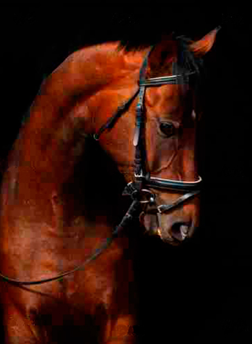 Cuadro caballo (bfl46187059)