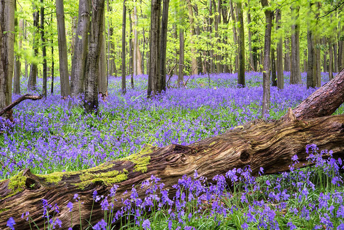Cuadro bosque de lilas (bfl54855919)