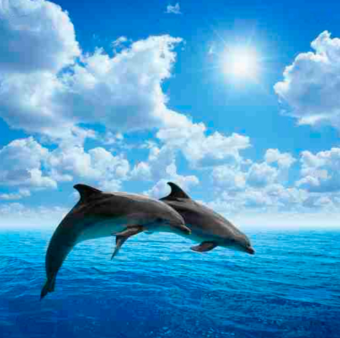 Cuadro delfines (bfl55159223)