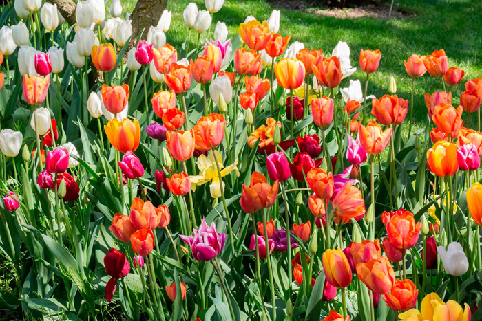Cuadro campo de tulipanes (bfl83076857)
