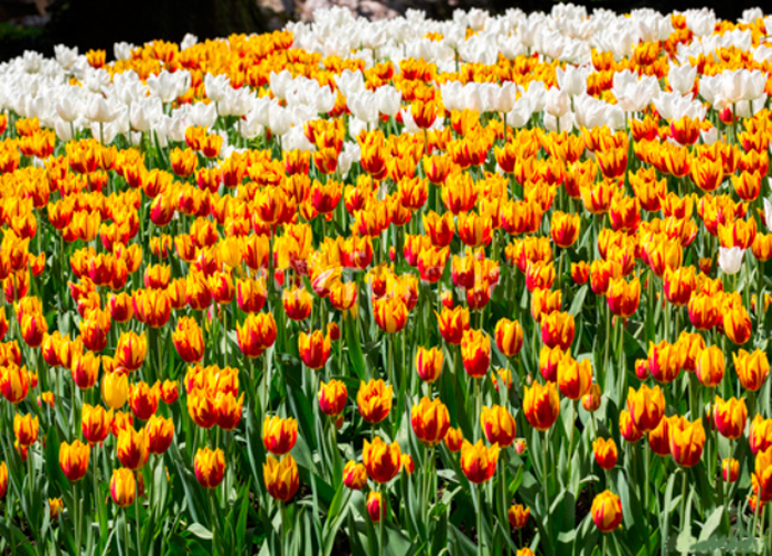 Cuadro campos de tulipanes amarillos (bfl83084132)
