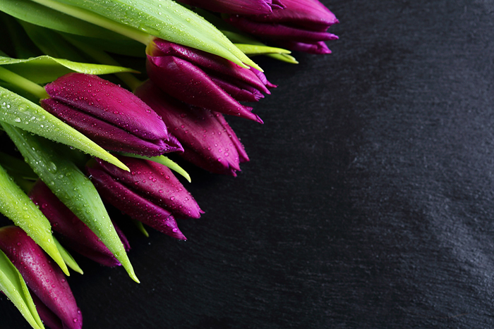 Cuadro tulipanes violetas (bfl85852652)