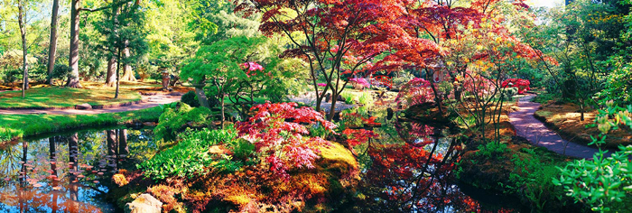 Cuadro paisaje bosque japones (bfl86520854)
