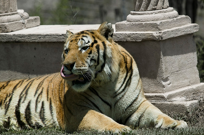 Cuadro tigre entre columnas (bgca0050)