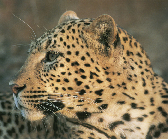 Cuadro Leopardo (bgca0061)