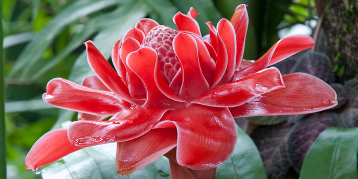 Cuadro flor especial roja (bgca0080)