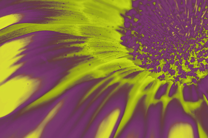 Cuadro flor amarilla digital (bgca0433)