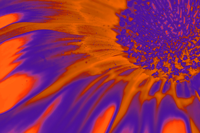 Cuadro flor naranja digital (bgca0435) 