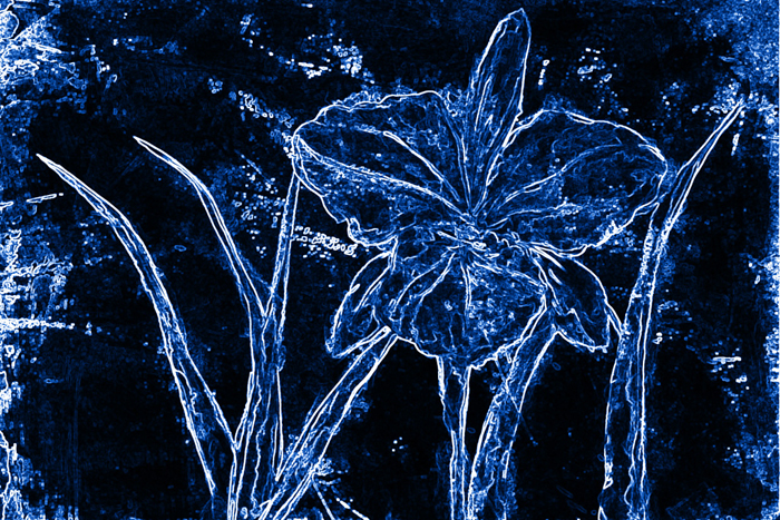 Cuadro flores azules digital arte (bgca0522)