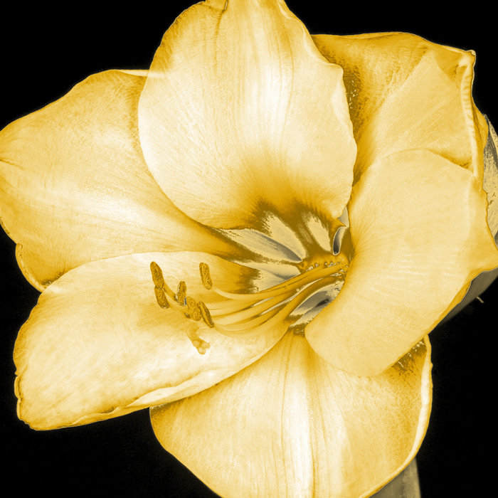 Cuadro flor exuberante (bgca0526)