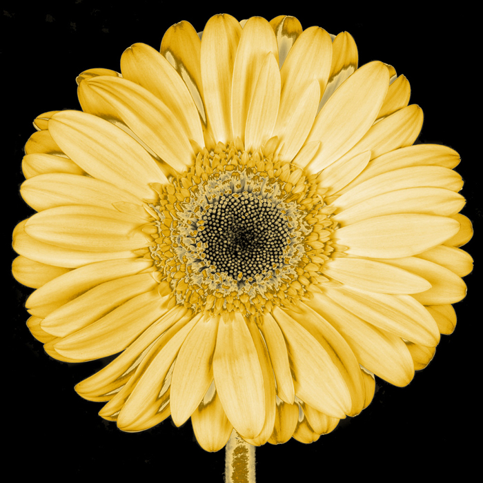 Cuadro flor margarita (bgca0528)