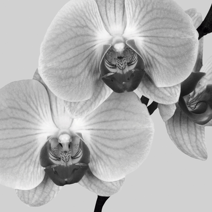Cuadro flores Orquideas (bgca0539)