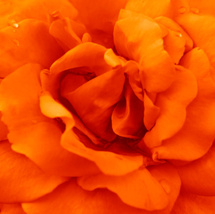 Cuadro flor naranja (bgca0635)
