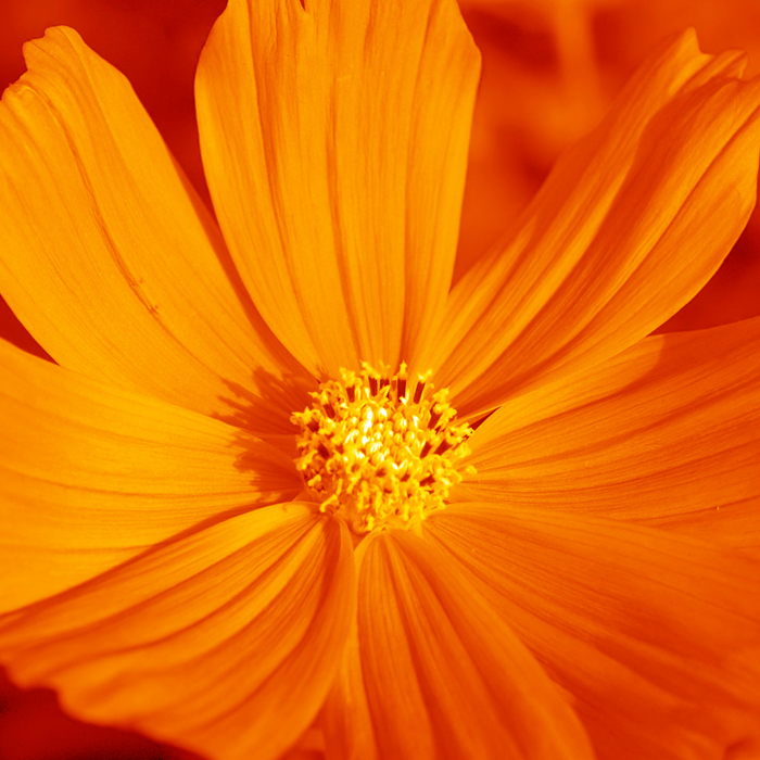 Cuadro flor naranja (bgca0636)