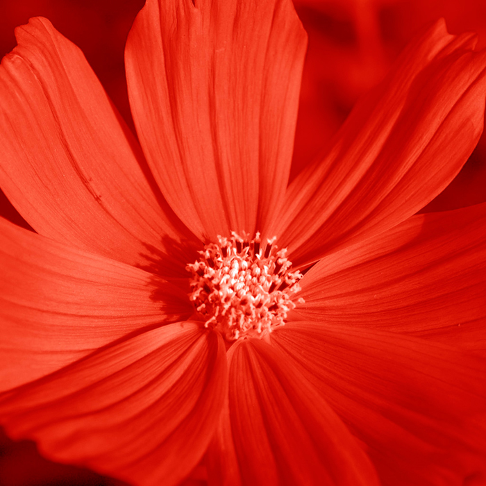 Cuadro flor roja (bgca0771)