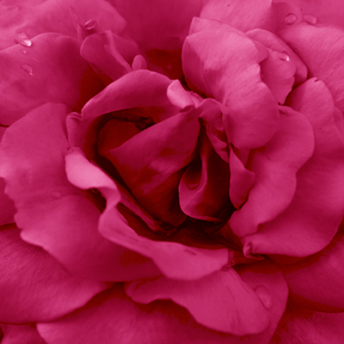 Cuadro flor rosa (bgca0809)