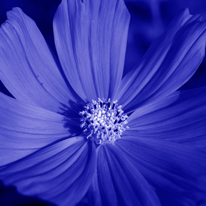 Cuadro flor azul (bgca0898)