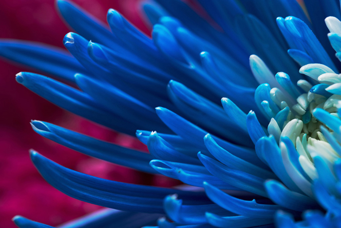Cuadro flores azules (bgca0906)
