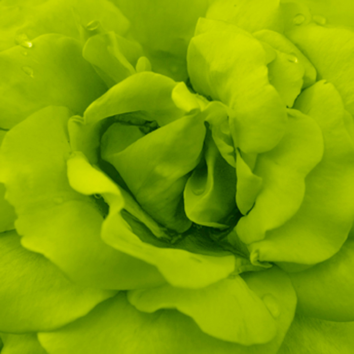 Cuadro flor verde (bgca0911)