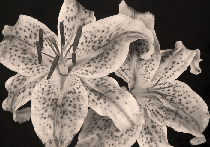 Cuadro flor orquidea (bgca0945)