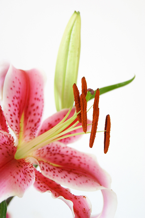 Cuadro flor (bme013001)