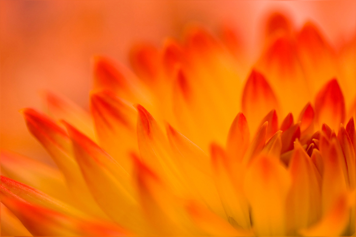 Cuadro flor naranja (bme160024)