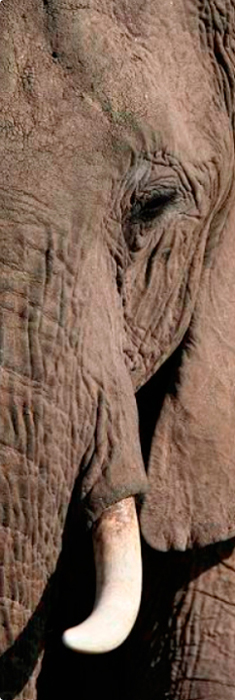 Cuadro elefante (bme180076-a)